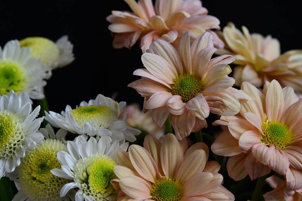 zachte mooie bloemen. close-up. - Foto, afbeelding