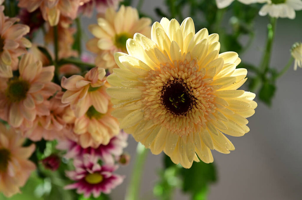 tender beautiful flowers. close up. - Fotó, kép