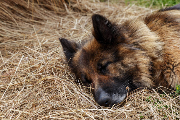 Schäferhund liegt im Heu. Der Hund schläft im Heu. - Foto, Bild