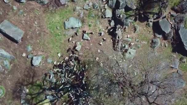 Légi felvétel egy hatalmas birkanyáj nyugszik sziklák alatt egy fa kiszáradt ágak. - Felvétel, videó