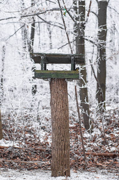 Bird feeder in winter with snow - Foto, Imagen