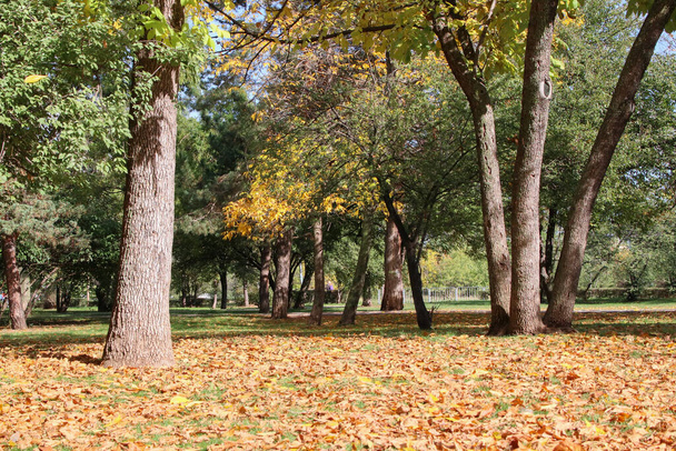Golden autumn in the park with fallen leaves - Photo, image