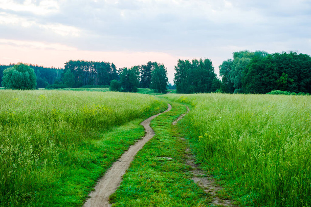 A road that passes through a meadow with high, thick grass. Path through the field, - Фото, изображение