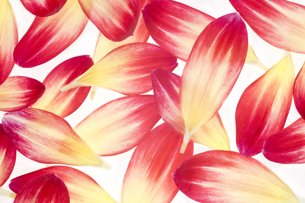 dahlia petals - Fotografie, Obrázek