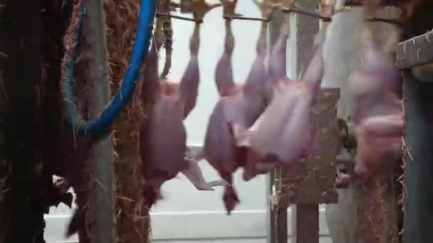 Desplumar pollos en un matadero industrial de aves de corral - Imágenes, Vídeo