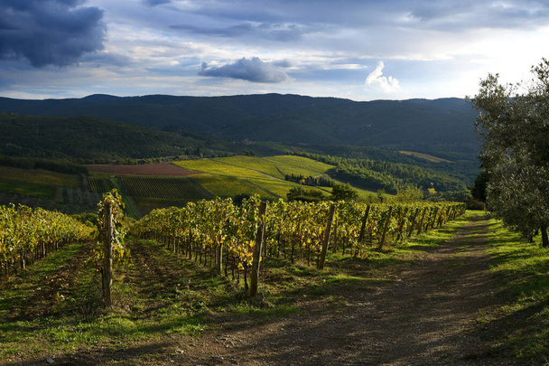 Žluté vinice v regionu Chianti v blízkosti Greve v Chianti s olivovníky. Podzimní sezóna. Itálie. - Fotografie, Obrázek