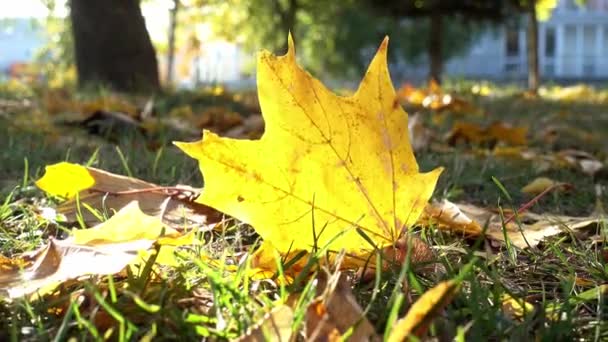 Hojas de arce de otoño en la hierba. Mujer caminando pateando las hojas caídas en el suelo - Imágenes, Vídeo