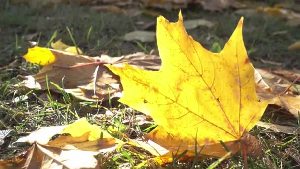 Autumn scene. Falling colorful yellow maple leaves are lying on the ground in park, forest at sunny day - Footage, Video