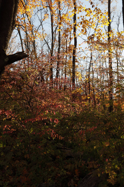 Sharon Ct, USA Fall foliage and autumn colors. - Fotó, kép