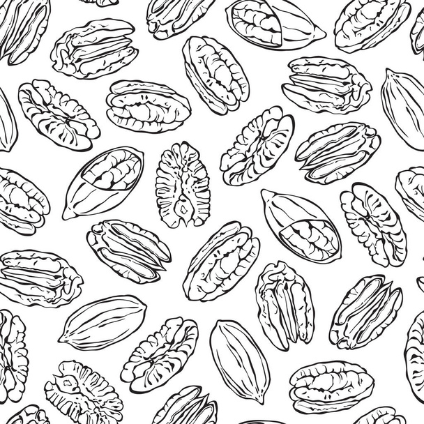 Seamless background with pecans on white. Vector. Hand-drawn. Line art. - Vector, imagen