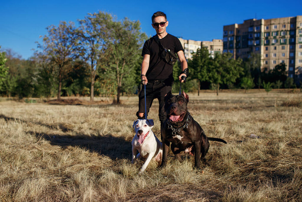 Stylish man walks the dogs. Staff terrier and pit bull obey the owner while walking in the park. Free space for text. Young man takes care of his pets and keeps them on a leash - Foto, Imagen