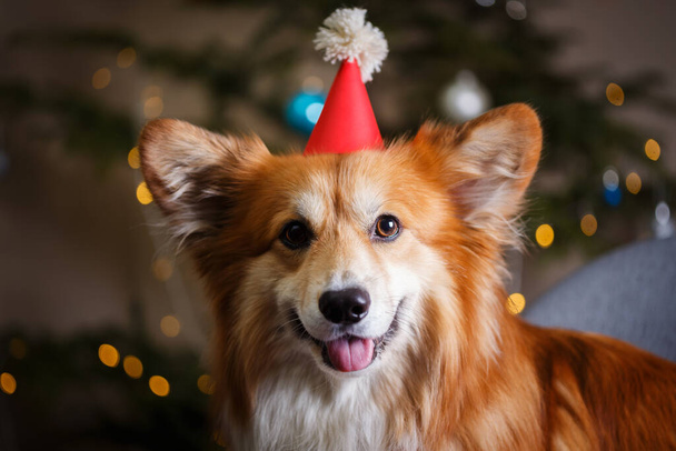 christmas. beautiful corgi fluffy dog on the background of the Christmas tre - Fotografie, Obrázek