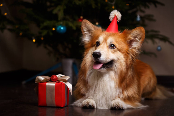 christmas. beautiful corgi fluffy dog on the background of the Christmas tre - Photo, image