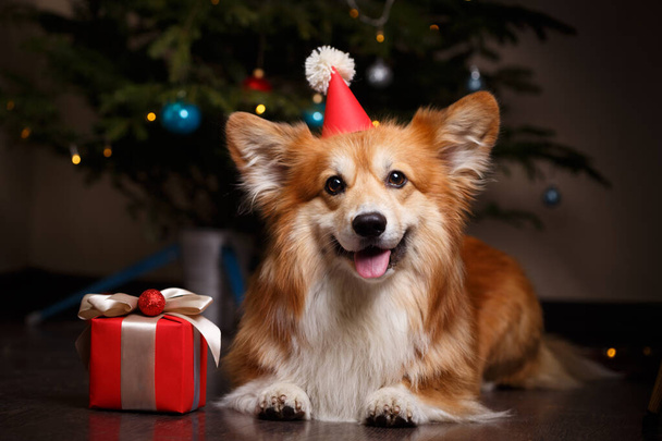 christmas. beautiful corgi fluffy dog on the background of the Christmas tre - Foto, Imagem
