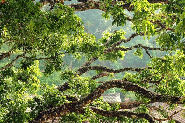 enormes galhos de árvores
 - Foto, Imagem
