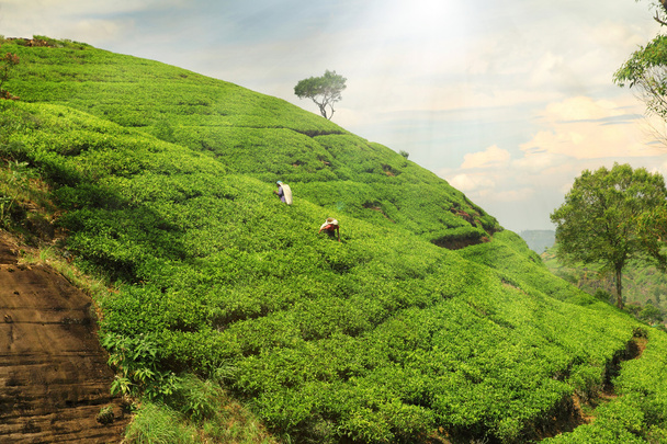 colinas de plantação de chá
 - Foto, Imagem