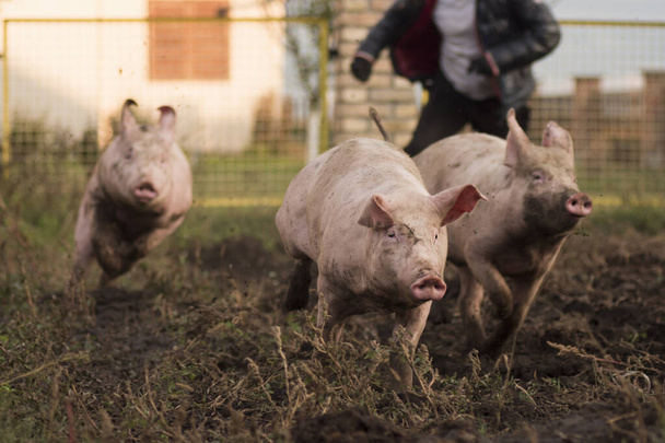 Porcos domésticos estão correndo no quintal na suinocultura, agricultura e conceito de criação de suínos. - Foto, Imagem