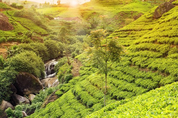 Закат чайной плантации
 - Фото, изображение