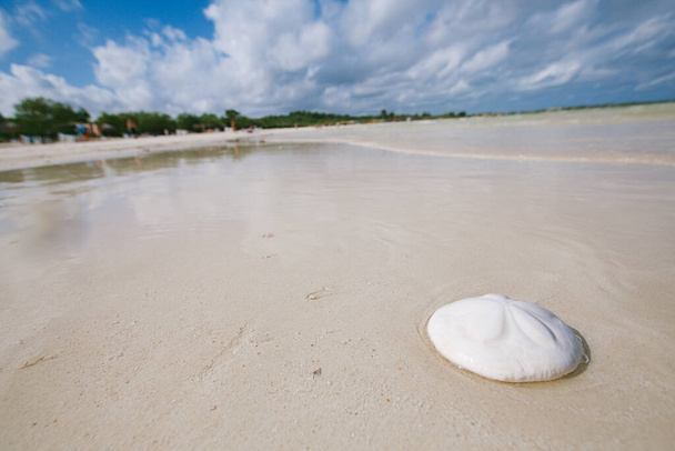 areia dólar coral na areia branca praia sob o sol amd ondas do mar - Foto, Imagem