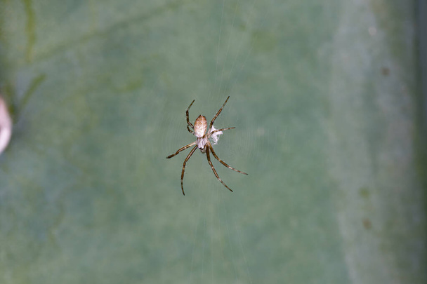 Brazilian spider of the genus Argiope - Photo, Image