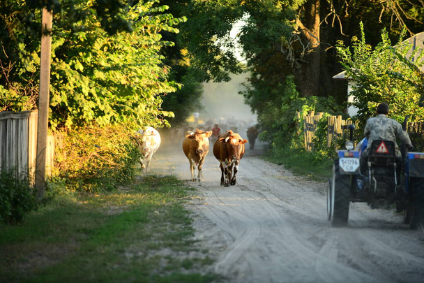 Koeien keren terug van een weiland - Foto, afbeelding