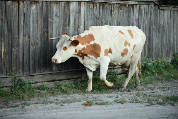 Корова возвращается домой с пастбища - Фото, изображение