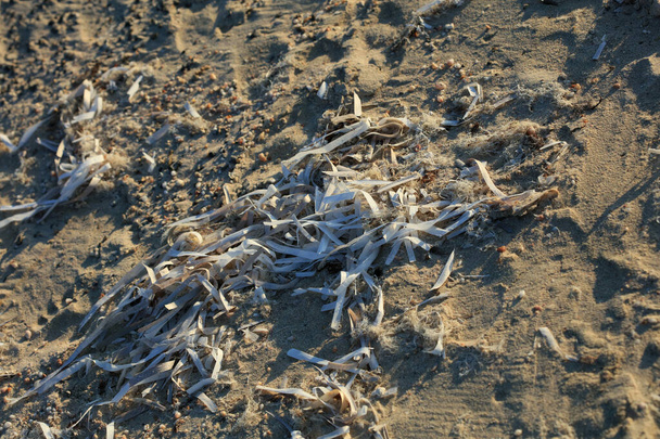 Мертвые водоросли в Крит Айленд летом современное высокое качество печати - Фото, изображение
