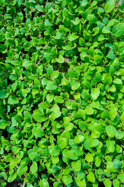 Τα φρέσκα πράσινα φύλλα κάλυπταν το έδαφος. Μικρό φυτό κρεβάτι φόντο. - Φωτογραφία, εικόνα