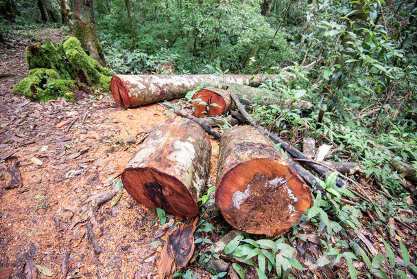 Deforestación problema ambiental con motosierra en acción corte de madera / Sierra de troncos de madera árbol en la naturaleza de la selva tropical - Foto, Imagen