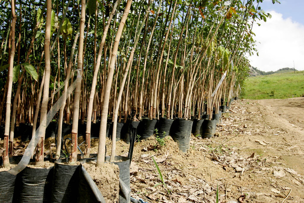 itamaraju, bahia / brasil - 9 de julio de 2009: vivero de plántulas de árboles de caucho se ve en la ciudad de Itamaraju. - Foto, Imagen
