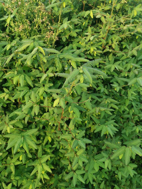 beautiful green bushes of the aeschynomene americana weed plant.  - Photo, Image