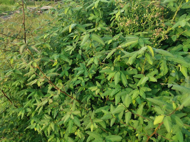 mooie groene struiken van de aeschynomene americana onkruidplant.  - Foto, afbeelding