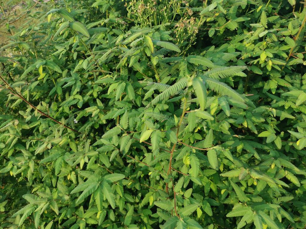beautiful green bushes of the aeschynomene americana weed plant.  - Photo, Image
