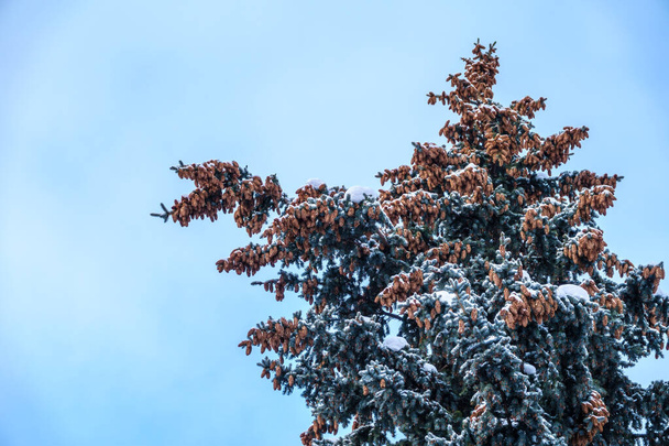 Green spruce branches with needles and cones against a blue sky in winter. Many cones on spruce. Fir tree. Background image with copy space. - Fotoğraf, Görsel