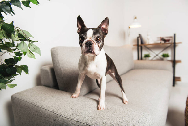 Beautiful boston terrier dog on the home sofa - Zdjęcie, obraz