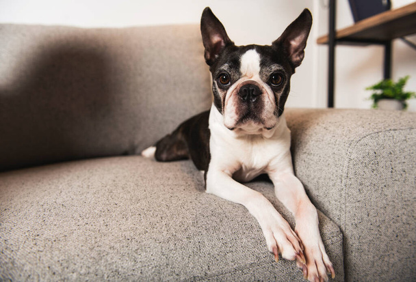 Beautiful boston terrier dog on the home sofa - Foto, afbeelding