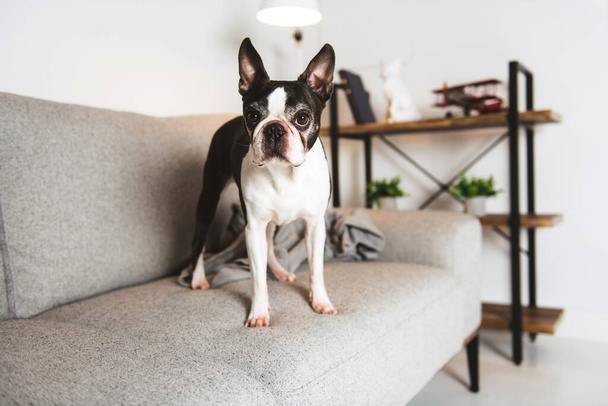 Beautiful boston terrier dog on the home sofa - Foto, Imagen