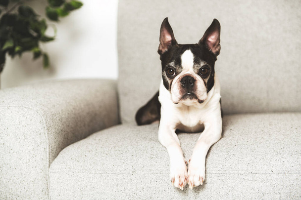 Beautiful boston terrier dog on the home sofa - Valokuva, kuva