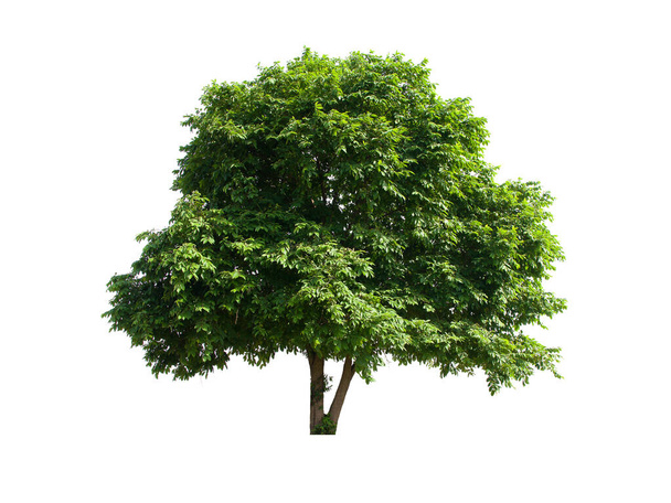 izolovaný strom je umístěn na bílém pozadí. Kolekce izolovaného stromu na bílém pozadí tropický strom - Fotografie, Obrázek