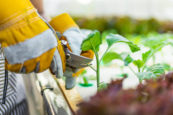 farmer ware agricultural gloves keep vegetable at hydroponic farm and observing growth vegetable meticulously before delivered to the customer - Foto, Imagem