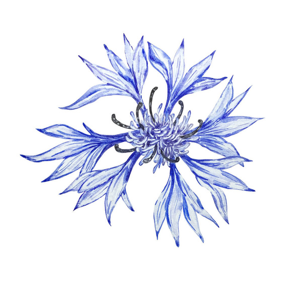 Illustration botanique aquarelle, bleuets bleus, fleurs sauvages rustiques isolées sur fond blanc. Pour invitations, cartes, affiches, bannières - Photo, image