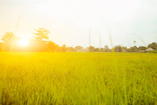 Kaunis auringonlasku riisipelloilla, maaseudulla - Valokuva, kuva