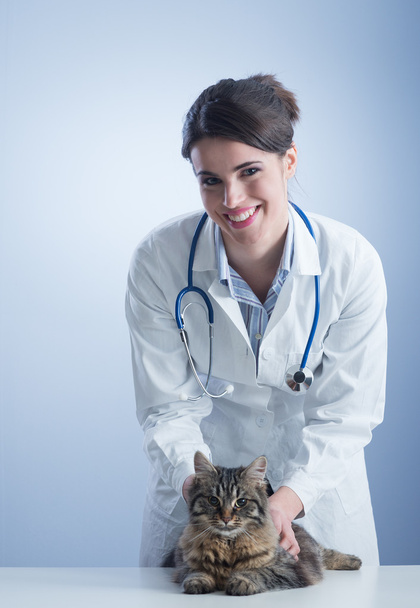 Veterinary and cat - Fotoğraf, Görsel