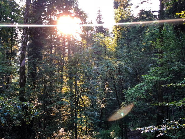 Las mieszany w kanionie i roślinność w dolinie rzeki Rak, Cerknica - Notranjska Regional Park, Słowenia (Krajinski park Rakov Skocjan, Słowenia) - Zdjęcie, obraz