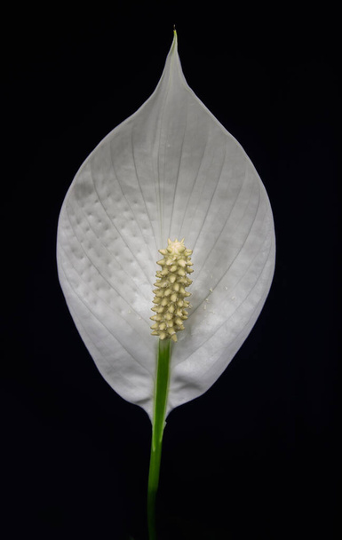 Makro fotoğraf spathiphyllum, barış zambağı beyaz çiçek siyah arka planda - Fotoğraf, Görsel