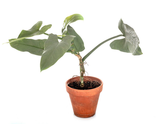 Philodendron hastatum voor witte achtergrond - Foto, afbeelding
