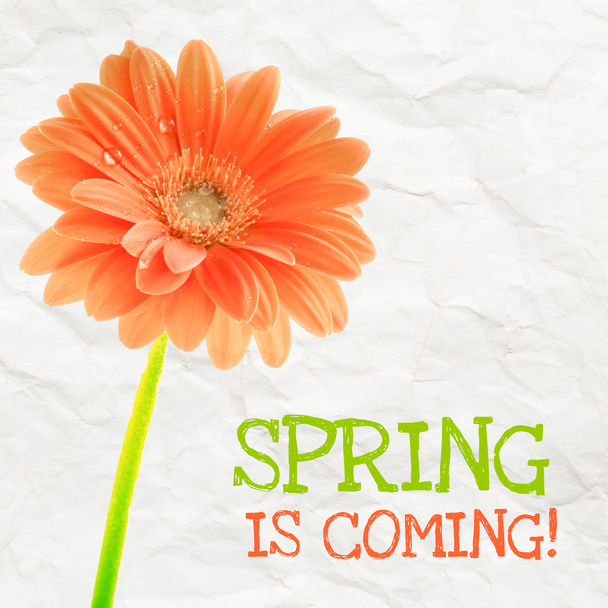 Gerber flower with text Spring is coming - Photo, Image