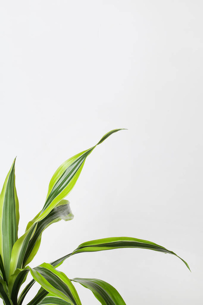 Зелене листя Кордон для кута сторінки на білому тлі Творчий фон природи. концепція мінімалізму вибірковий фокус
  - Фото, зображення