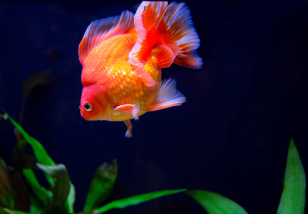 Goldfish.This fish is characterized by a solid Golden color (from yellowish-red to pure red body shades). - Φωτογραφία, εικόνα