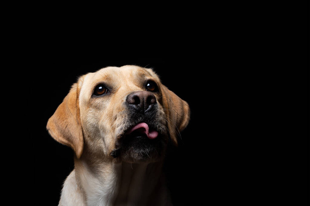 Retrato de um cão Labrador Retriever em um fundo preto isolado. Ele é muito alegre e feliz. - Foto, Imagem